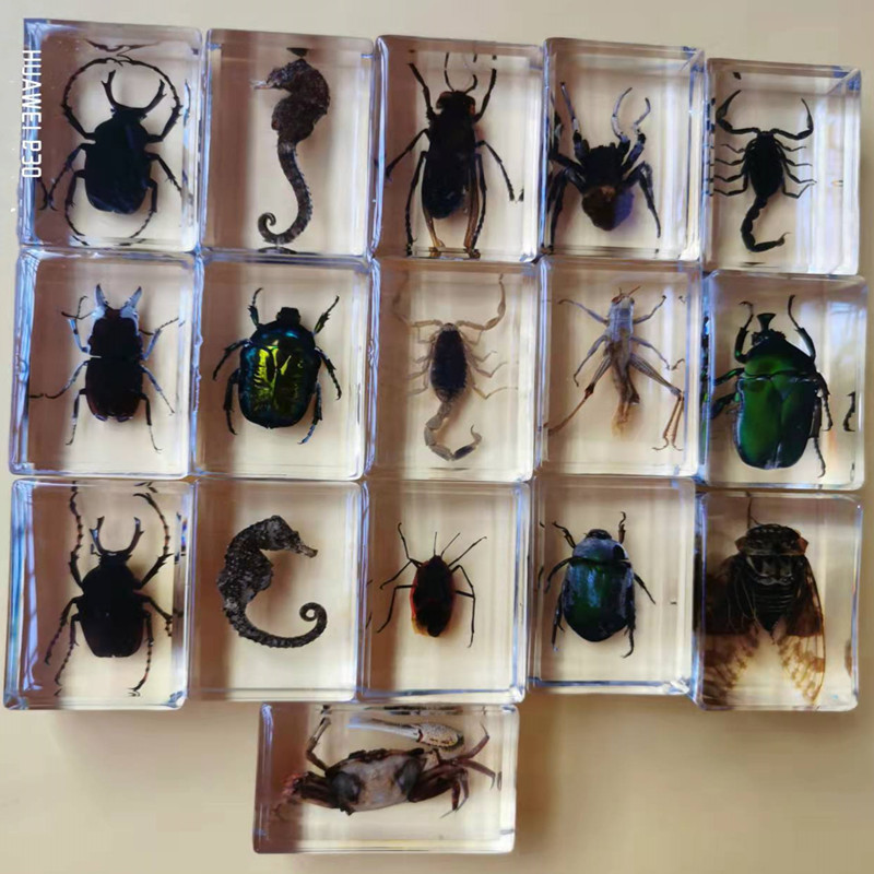 15kinds Real Insect Specimens Resin Hexapod Desk De..